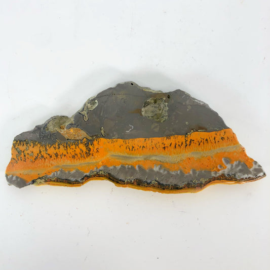 JASPBB8 Jasper, bumblebee