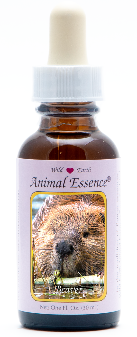 Beaver animal essence 30ml