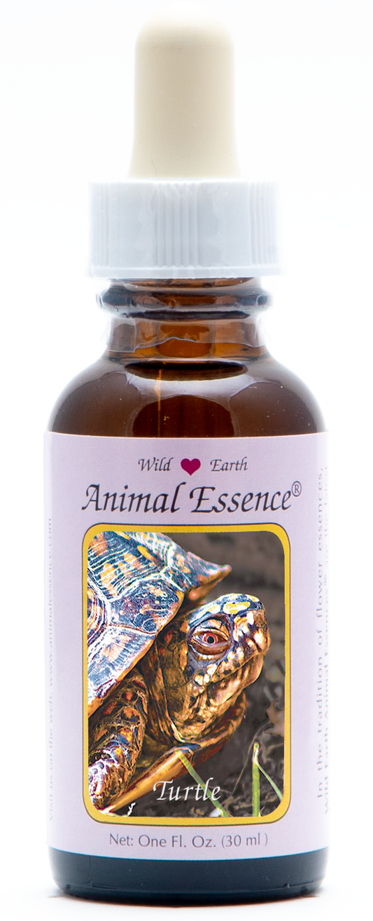 Turtle animal essence 30ml