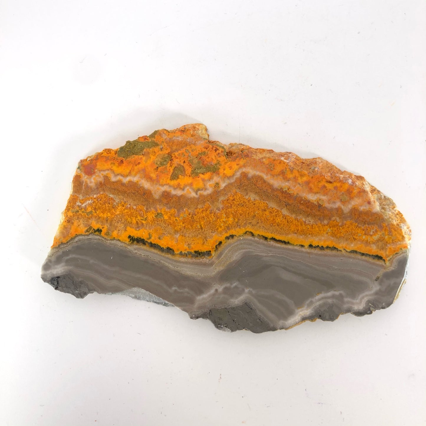 JASPBB4 Jasper, bumblebee