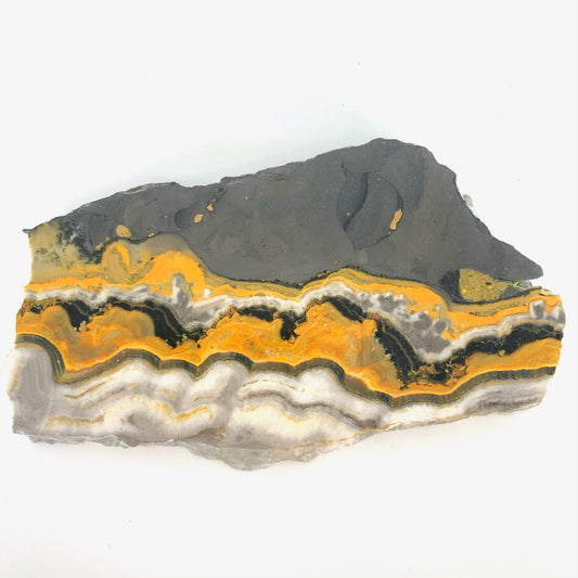 JASPBB5 Jasper, bumblebee