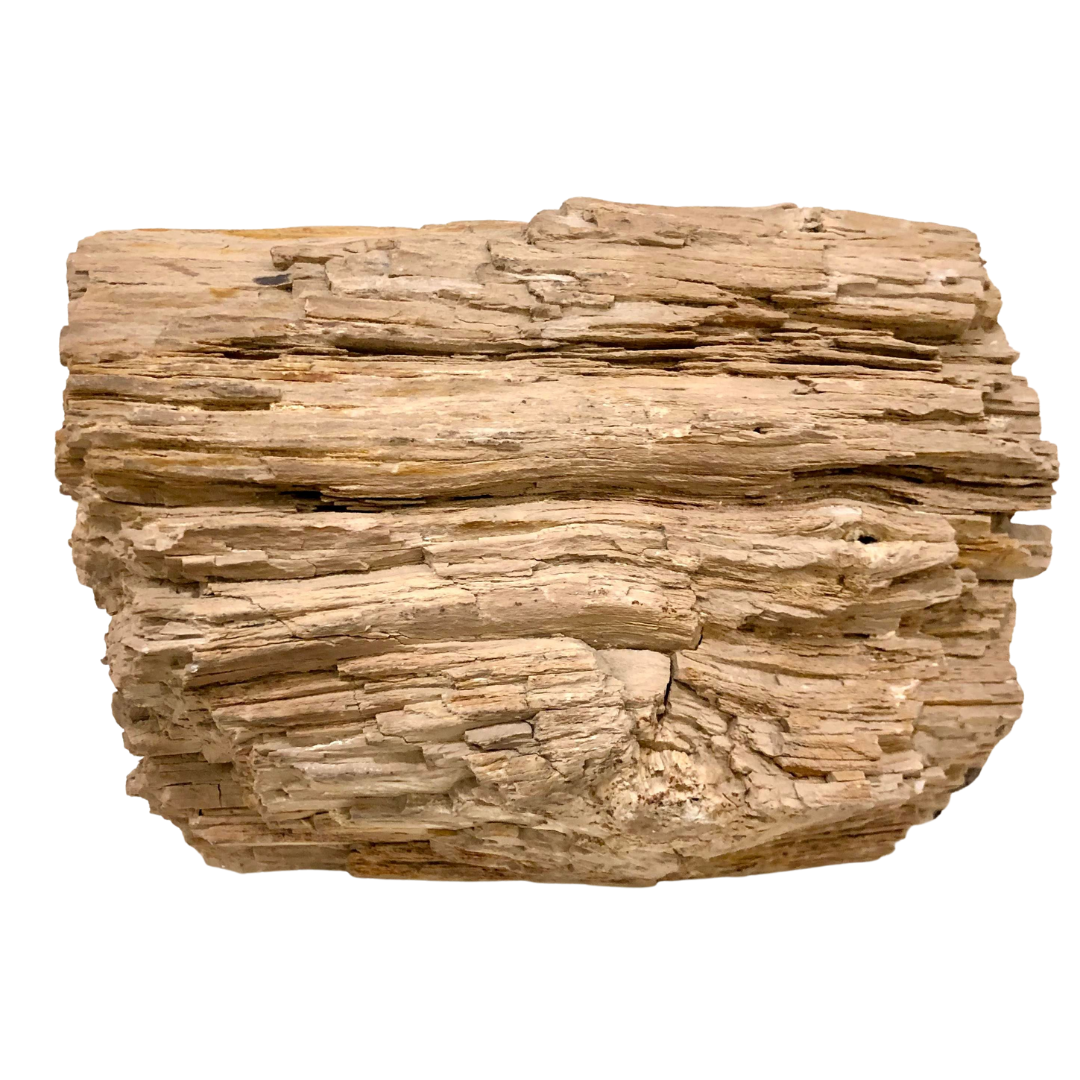 PETRWOOD1 Petrified wood log