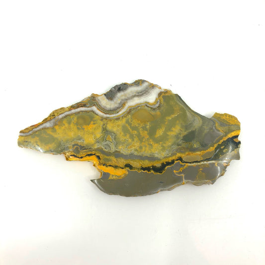 JASPBB6 Jasper, bumblebee