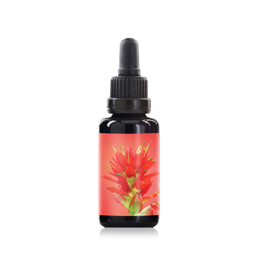 Indian paintbrush flower elixir essence 30ml