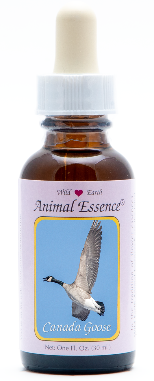 Canada goose animal essence 30ml