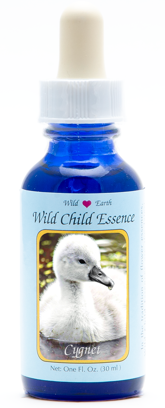 Cygnet (baby swan) animal essence 30ml