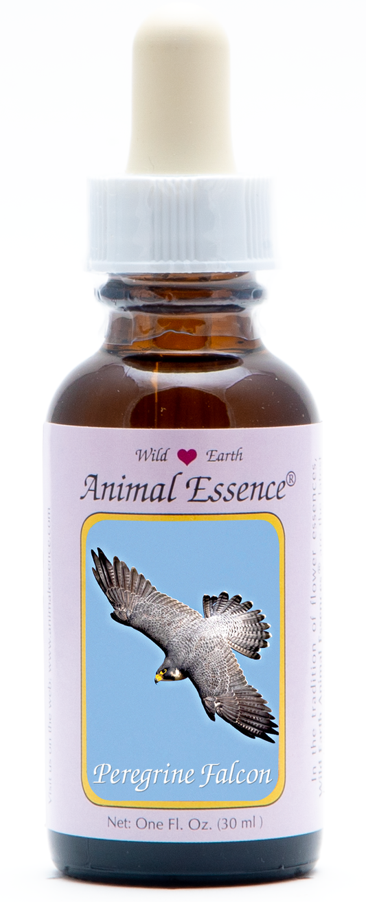 Peregrine falcon animal essence 30ml