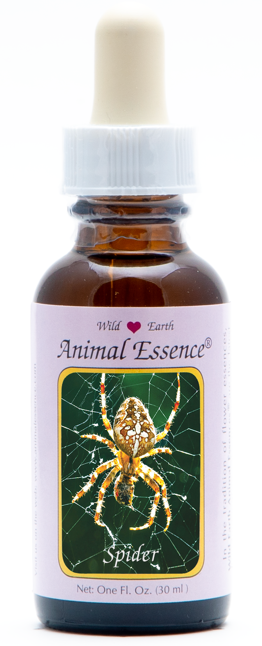 Spider animal essence 30ml