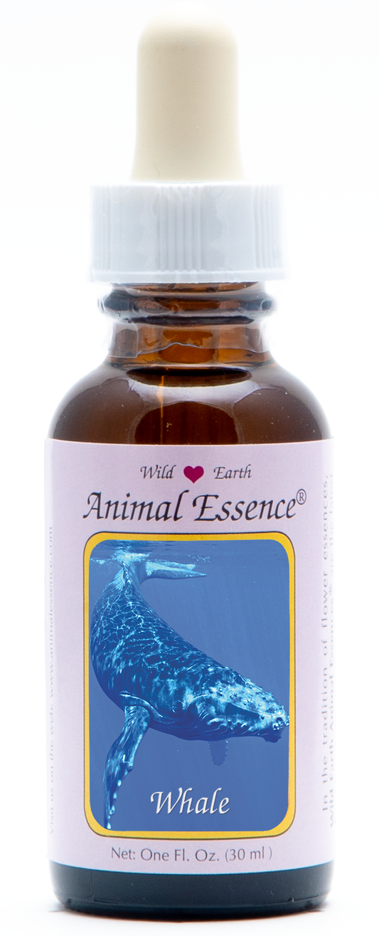Whale animal essence 30ml by Wild Earth